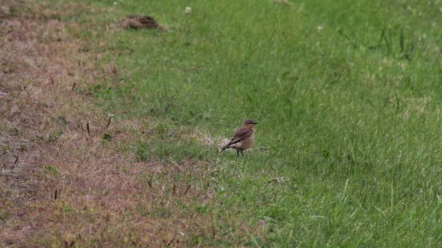 Northern Wheatear (Greenland) - ML474953