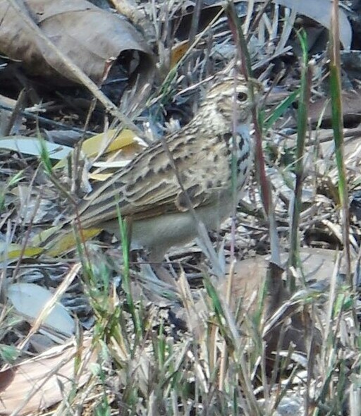 Jerdon's Bushlark - ML47495311