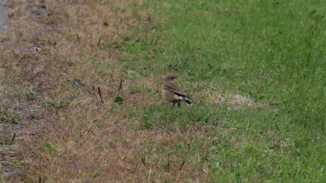 Northern Wheatear (Greenland) - ML474954