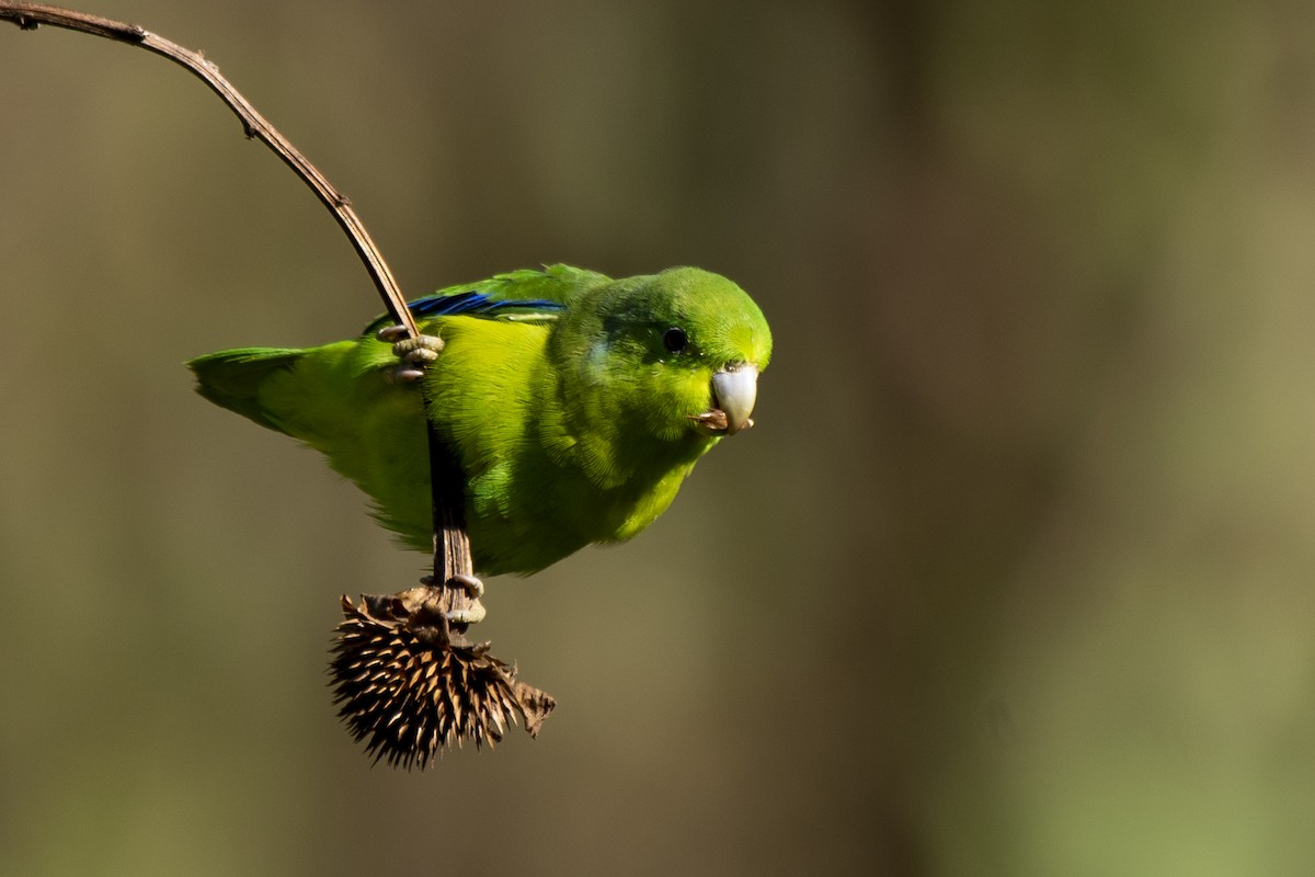 Cobalt-rumped Parrotlet - ML474954381