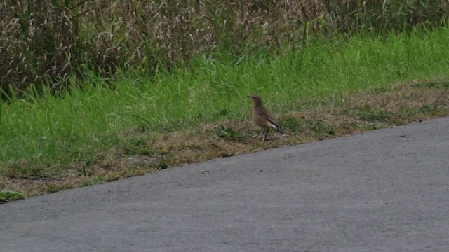 Northern Wheatear (Greenland) - ML474955