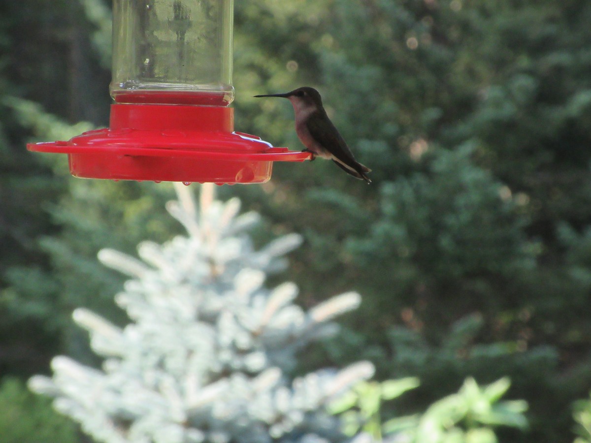 Ruby-throated Hummingbird - ML474955011