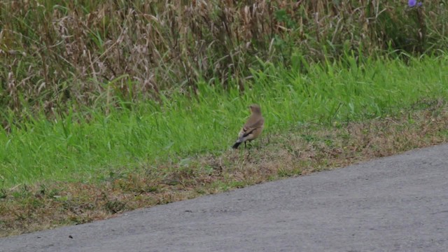 Northern Wheatear (Greenland) - ML474956