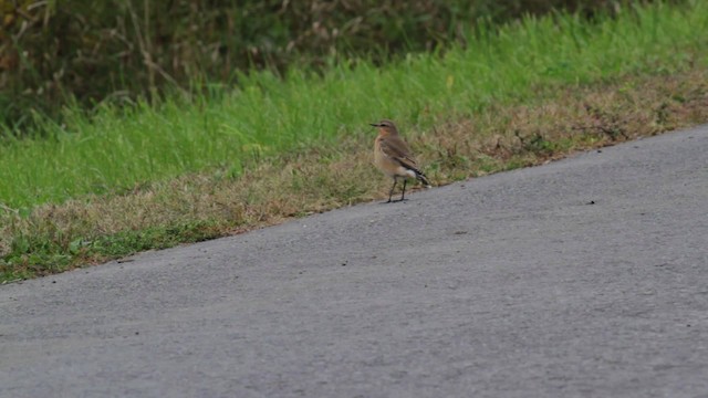 Northern Wheatear (Greenland) - ML474957