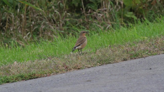 Northern Wheatear (Greenland) - ML474958