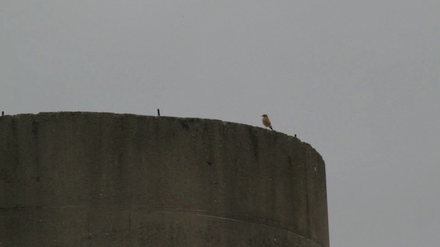 Northern Wheatear (Greenland) - ML474959