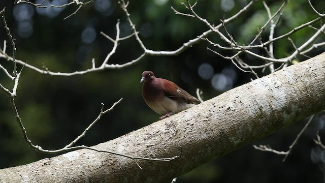 Malagasy Turtle-Dove - ML474959051