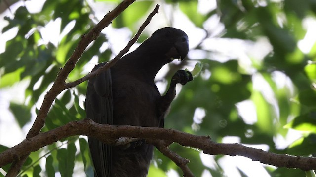 Comoro Black Parrot - ML474960401