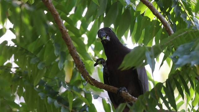 Comoro Black Parrot - ML474960511