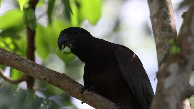 Comoro Black Parrot - ML474960561