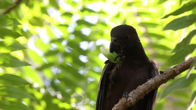 Comoro Black Parrot - ML474960591
