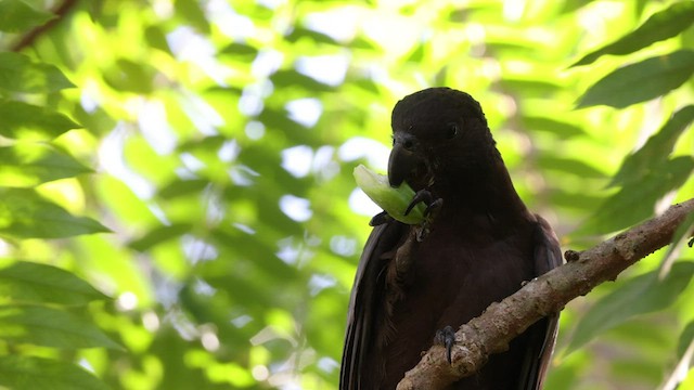 Loro de las Comoras - ML474960591