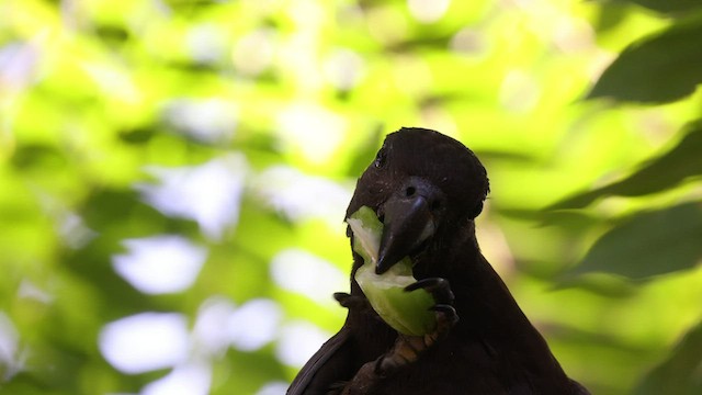 Comoro Black Parrot - ML474960631