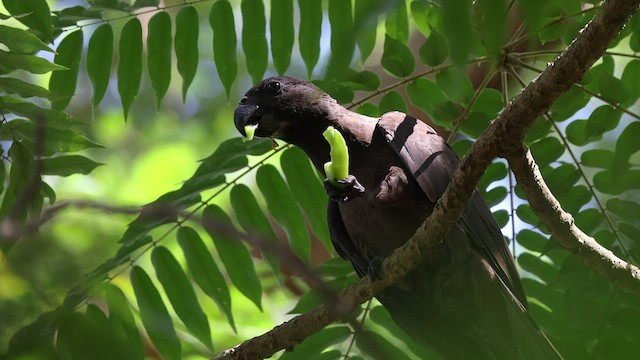 Comoro Black Parrot - ML474960651
