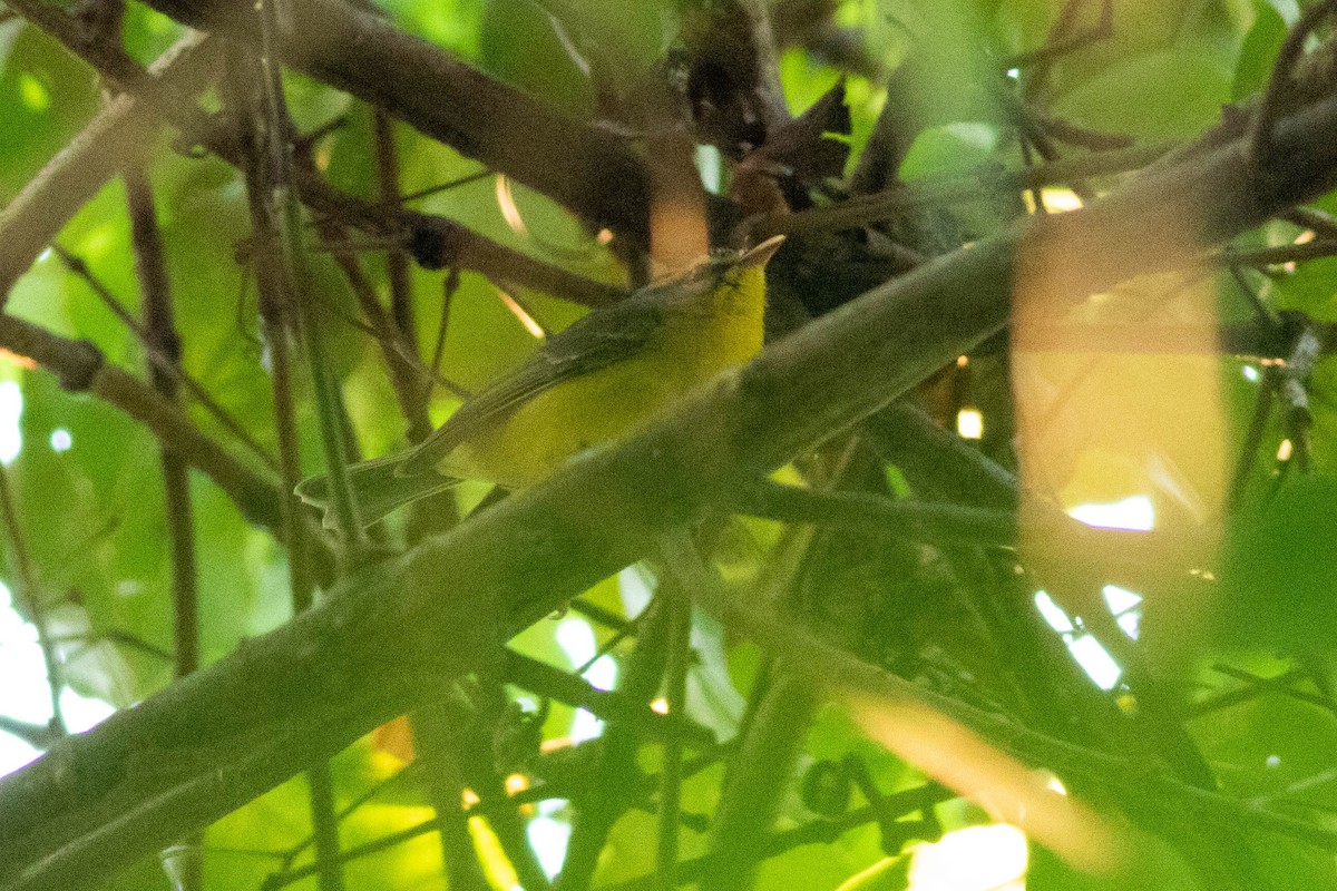 Golden-crowned Warbler - ML474960671