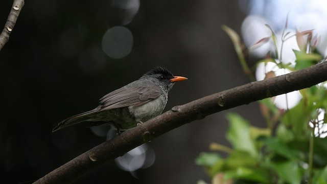 Malagasy Bulbul - ML474960681