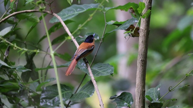 Tchitrec malgache - ML474961291