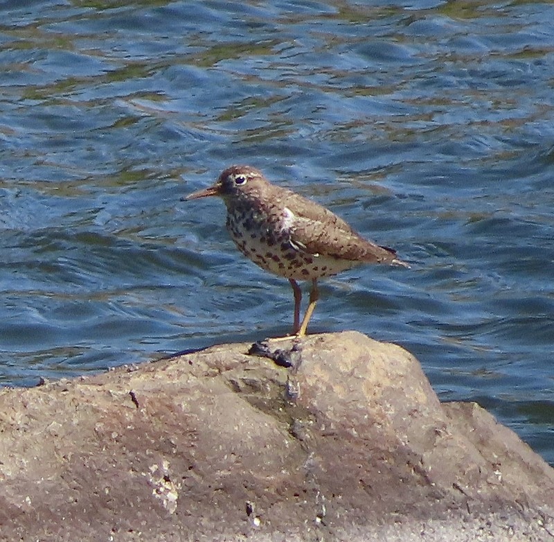 Spotted Sandpiper - ML474961391