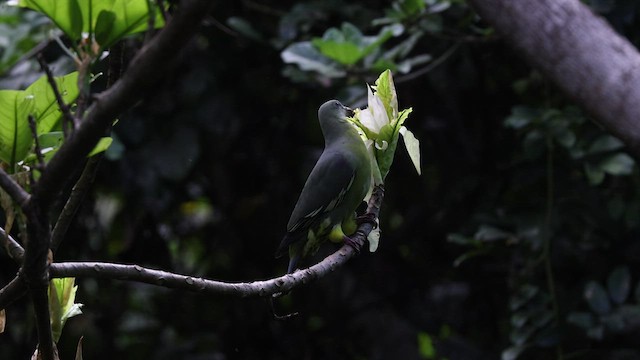 Comoro Green-Pigeon - ML474961411