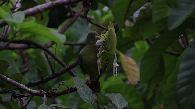 Comoro Green-Pigeon - ML474961521