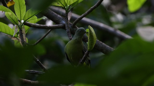 Коморский зелёный голубь - ML474961581