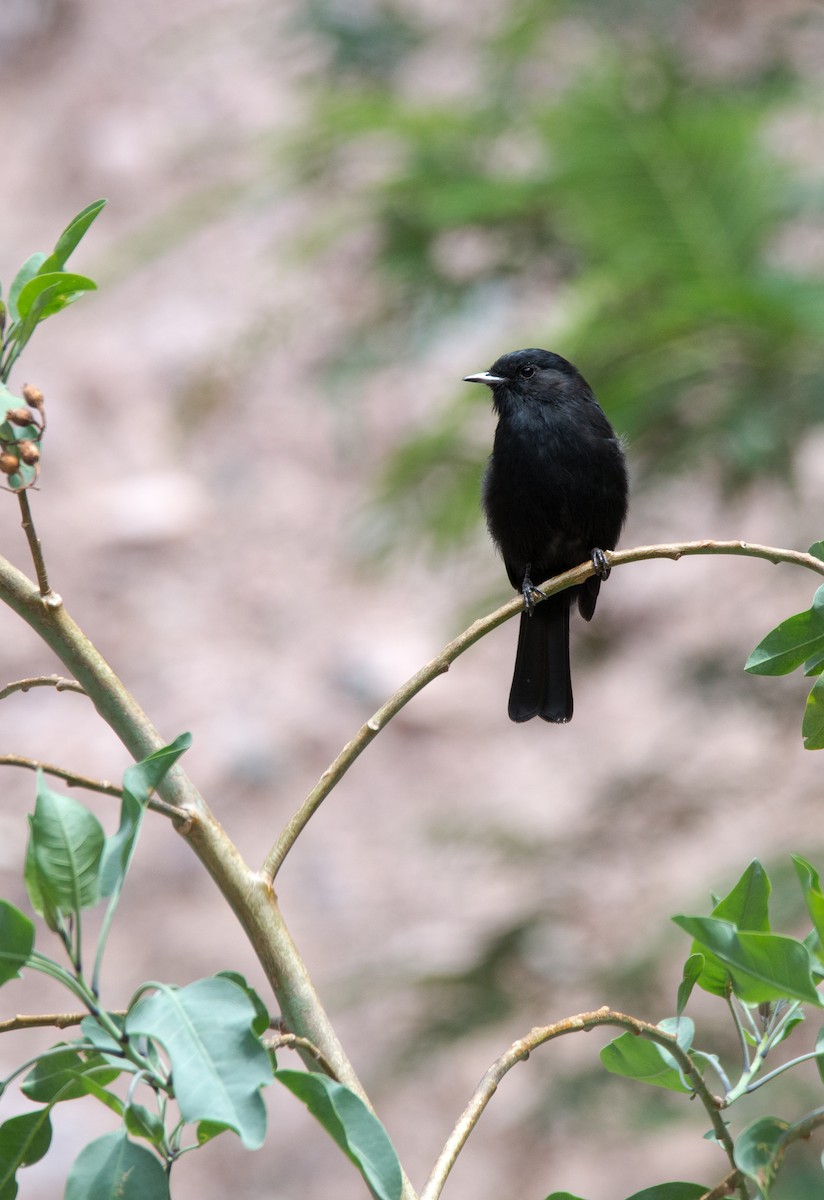 White-winged Black-Tyrant - Mariano  Ordoñez