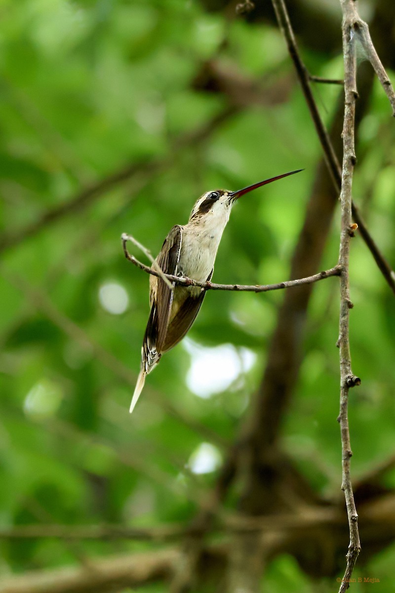 kolibřík světlebřichý - ML474962391