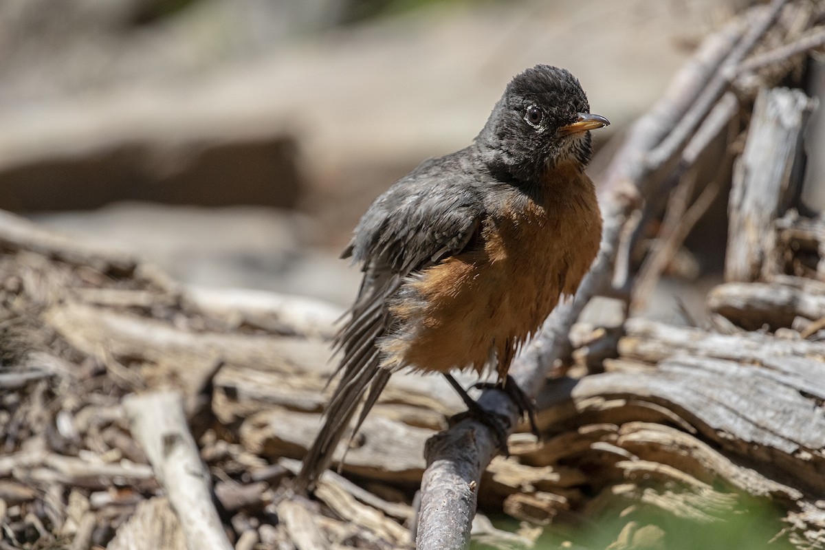 American Robin - ML474963121