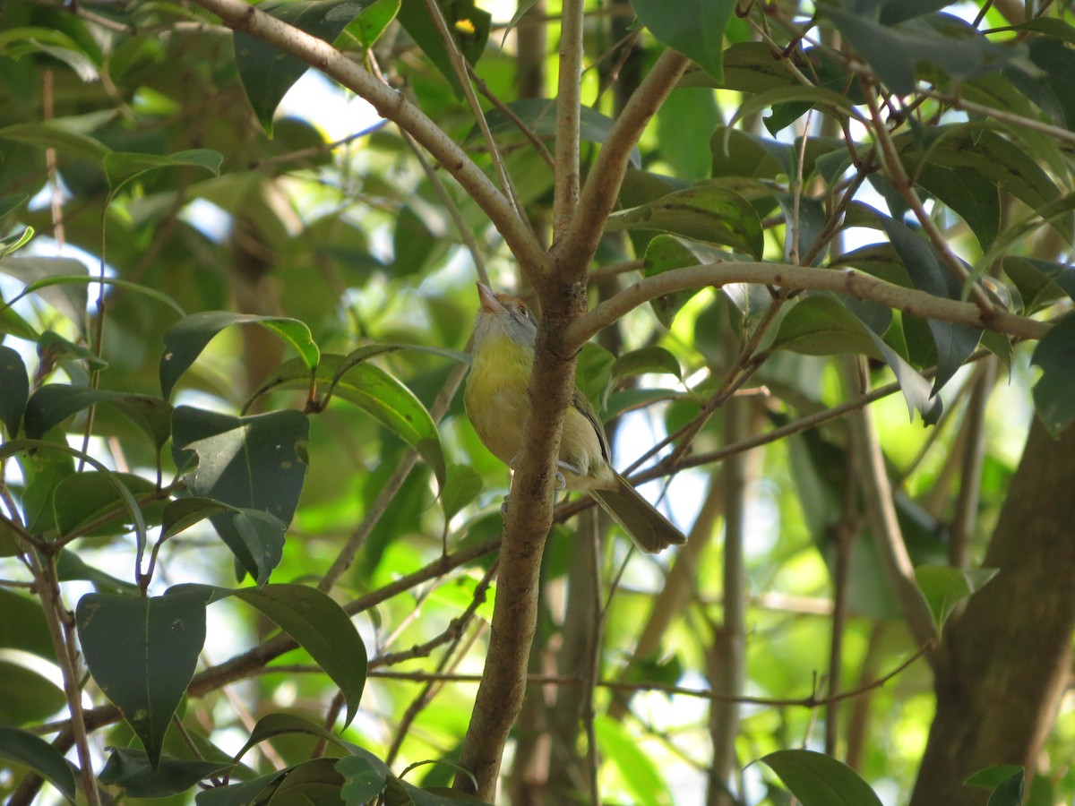 Rufous-browed Peppershrike - ML474963751