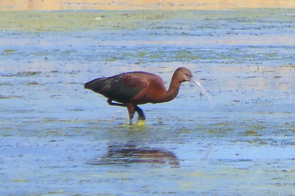 White-faced Ibis - ML474964131