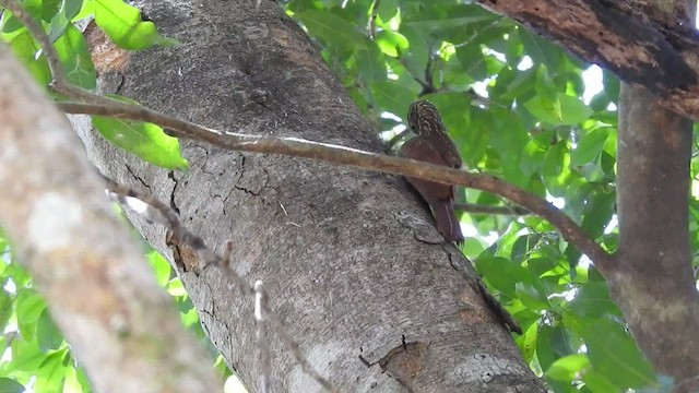 Ivory-billed Woodcreeper - ML474966291