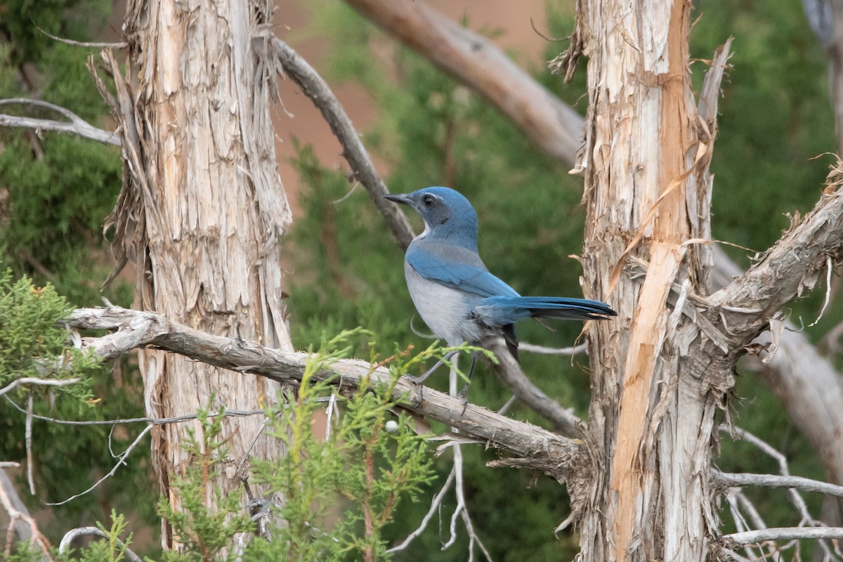 Woodhouse's Scrub-Jay - ML474966301