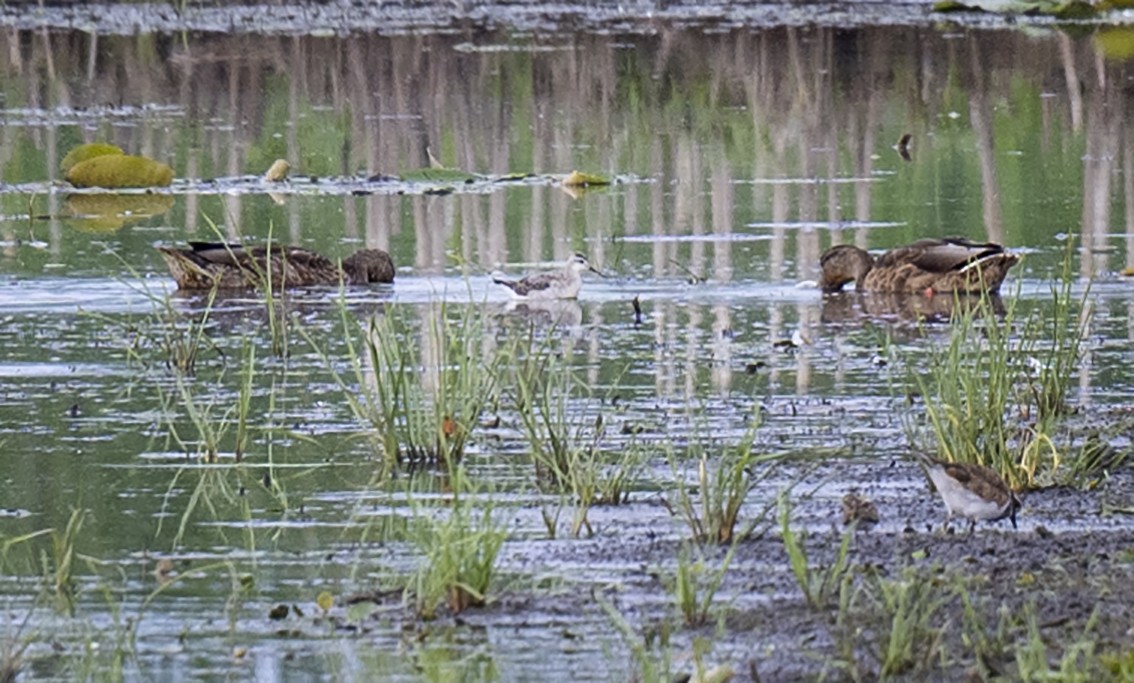 hvithalesvømmesnipe - ML474966431