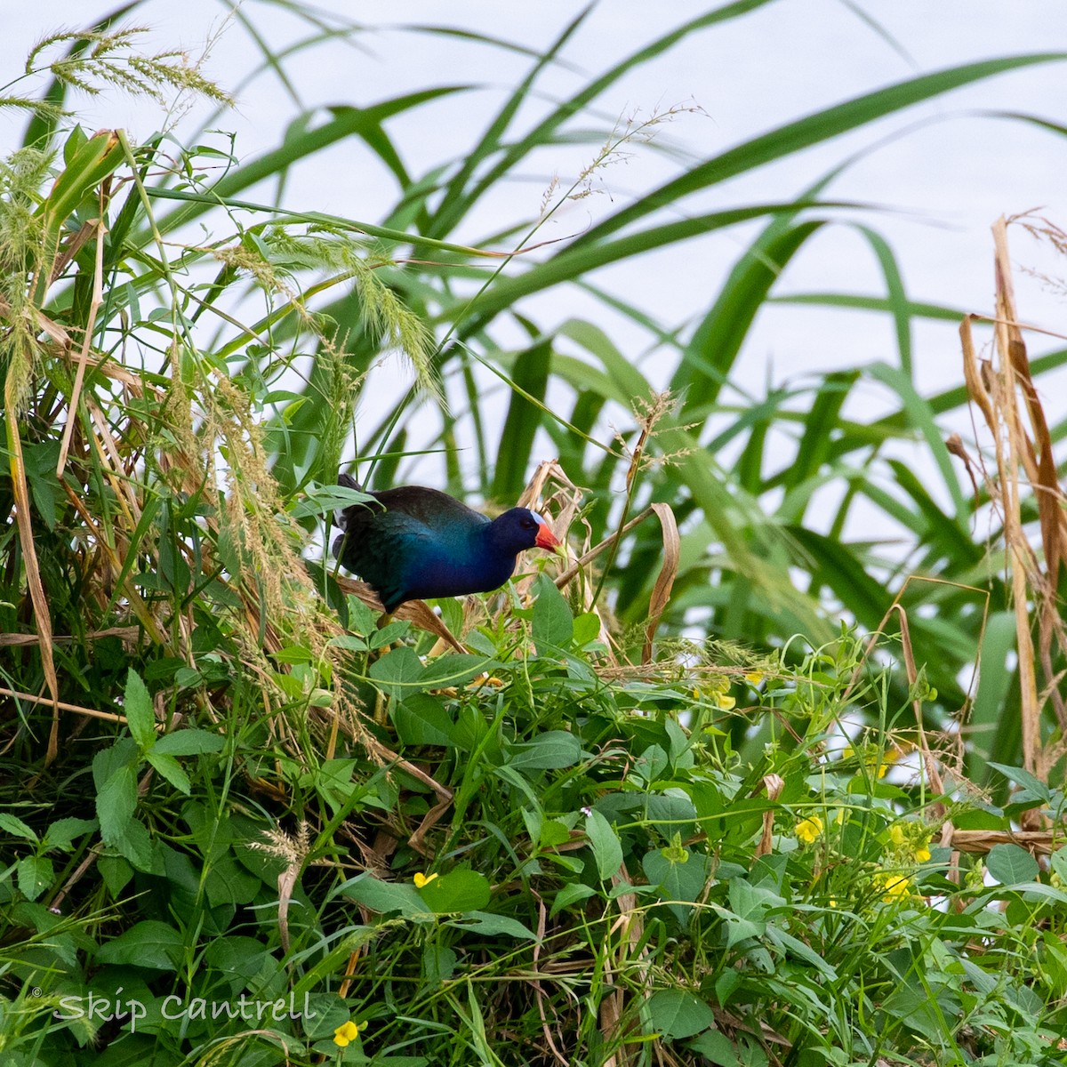 Purple Gallinule - Skip Cantrell