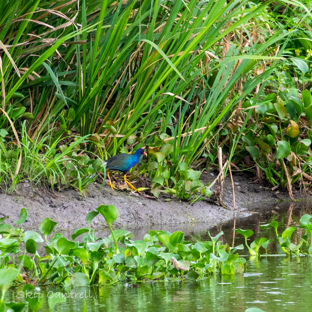 Purple Gallinule - Skip Cantrell