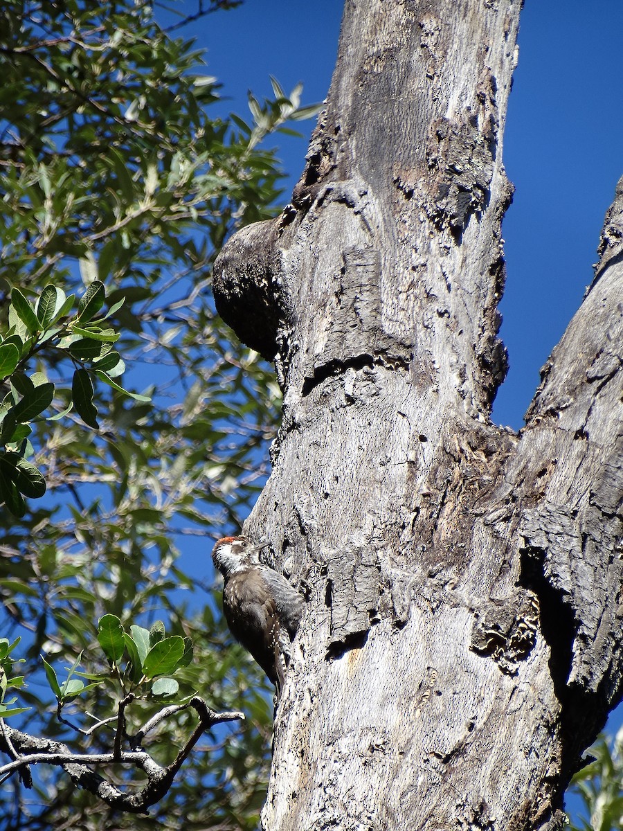 Arizona Woodpecker - ML474967861