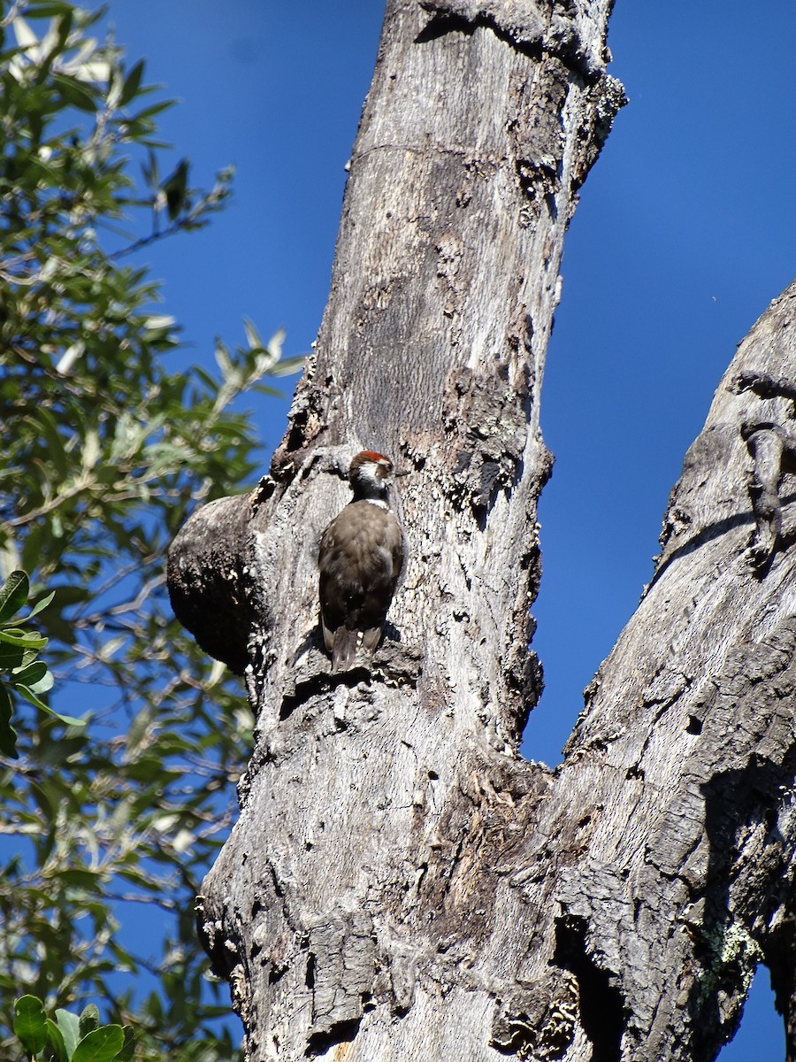 Arizona Woodpecker - ML474967871