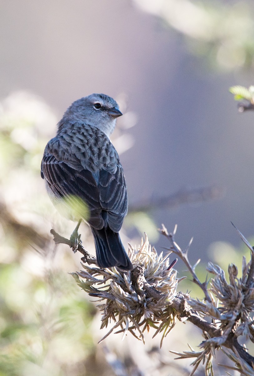 Ash-breasted Sierra Finch - ML47496911