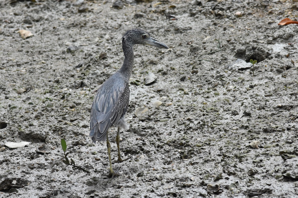 Yellow-crowned Night Heron - ML474970121