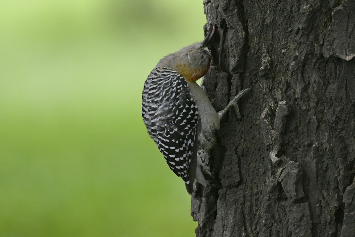 Hoffmann's Woodpecker - ML474970251