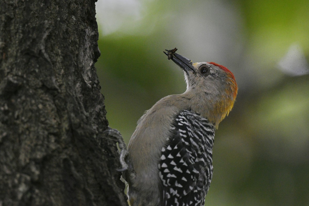 Hoffmann's Woodpecker - ML474970261