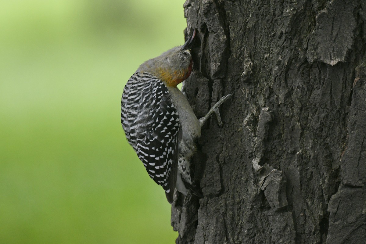 Hoffmann's Woodpecker - ML474970271