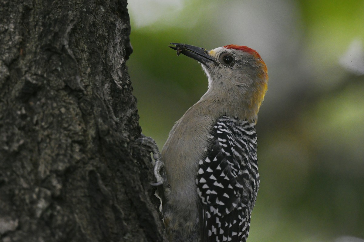 Hoffmann's Woodpecker - ML474970571
