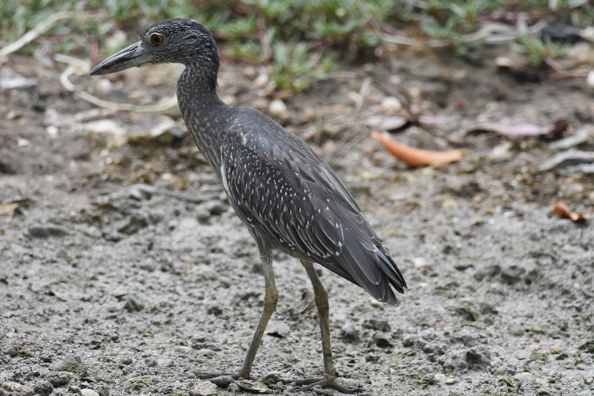 Yellow-crowned Night Heron - ML474970591