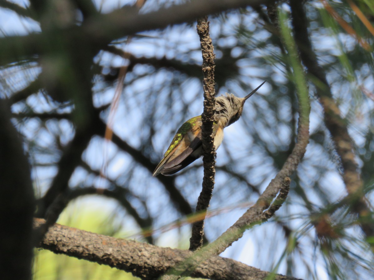 Broad-tailed Hummingbird - ML474971171