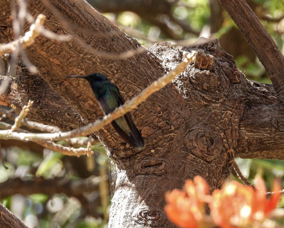 Sparkling Violetear - VICTOR HUGO Achá Garcia