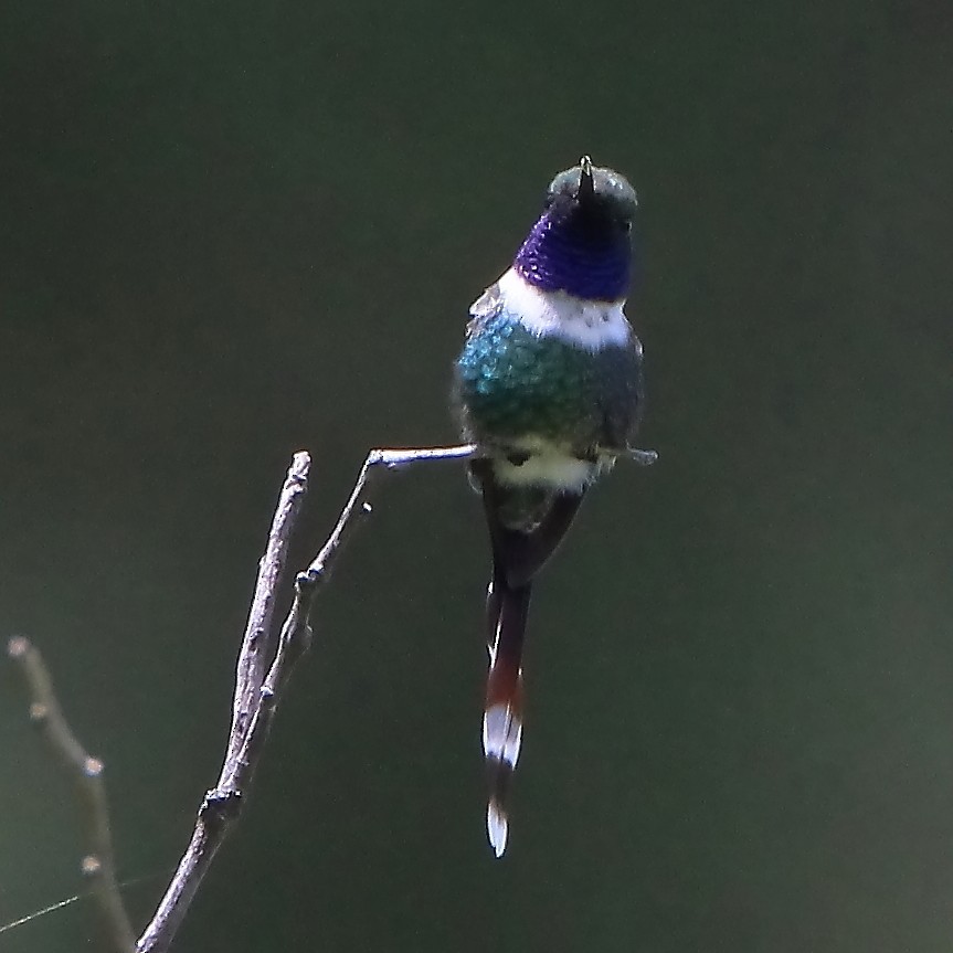 Sparkling-tailed Hummingbird - ML474973511