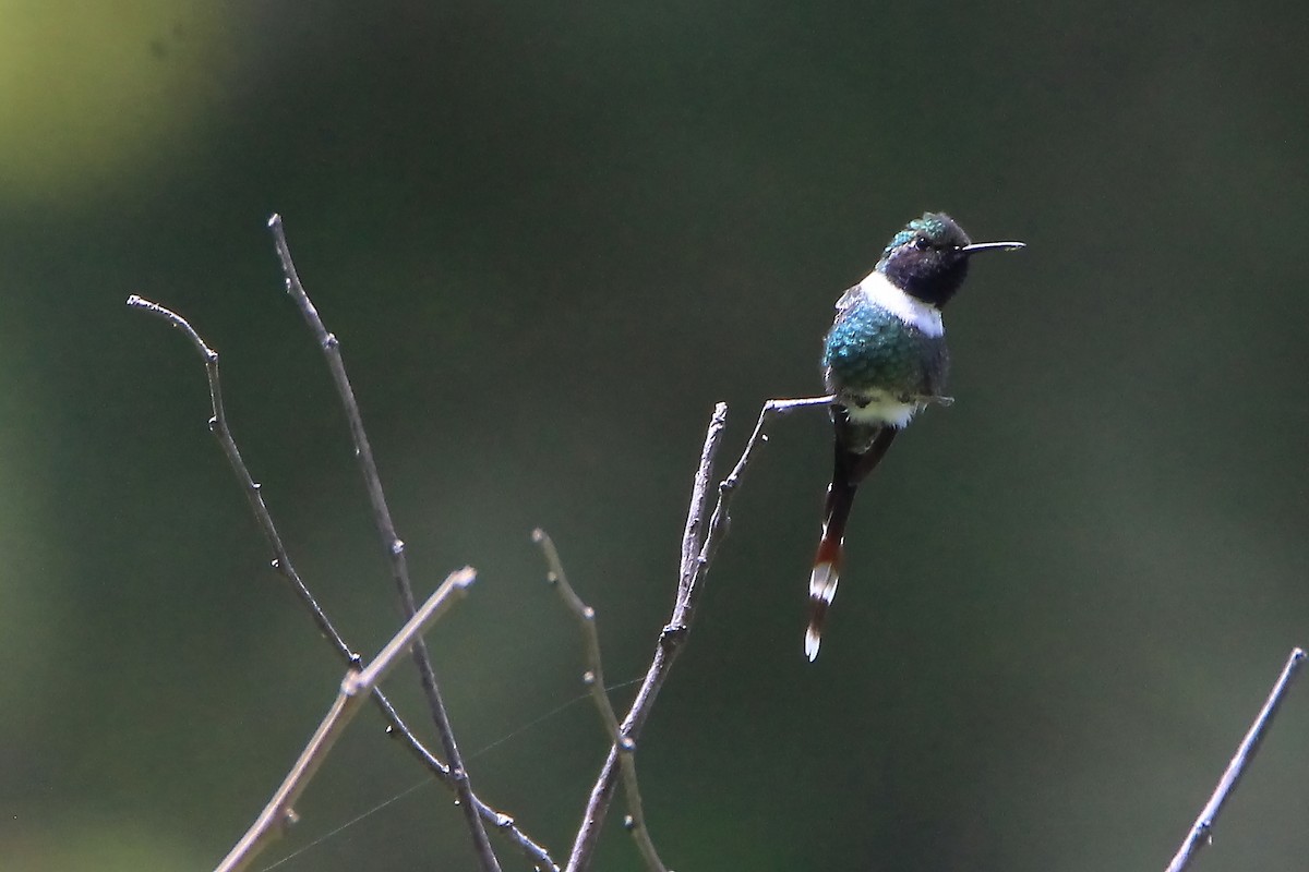 Sparkling-tailed Hummingbird - ML474973531