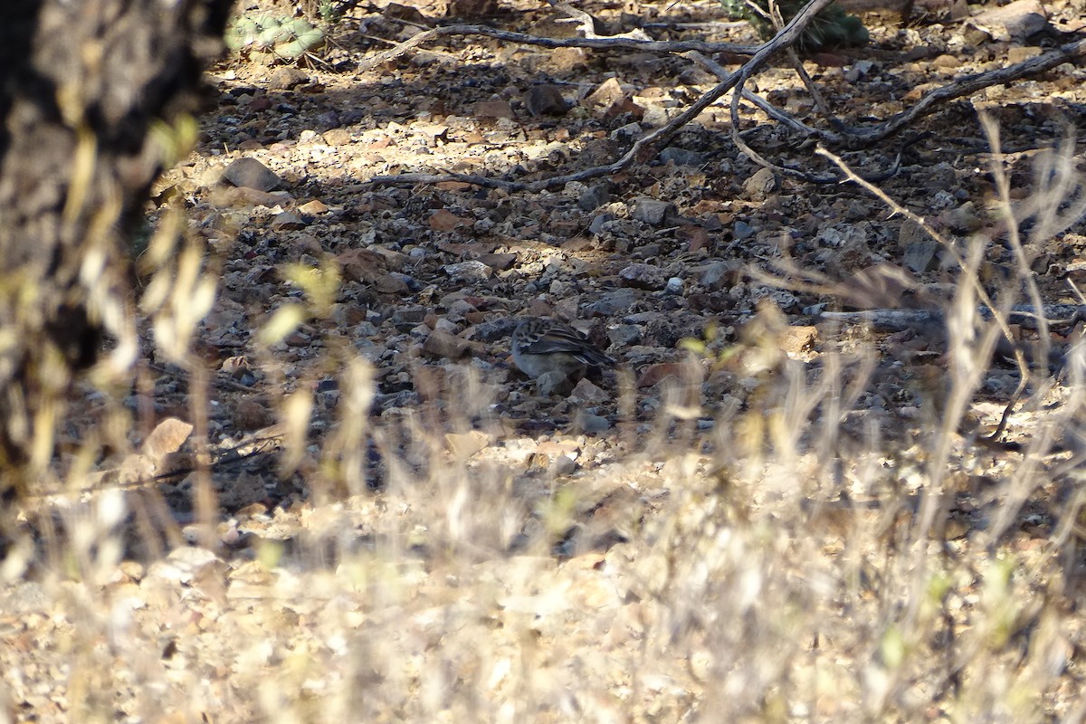 Rufous-winged Sparrow - ML474973841