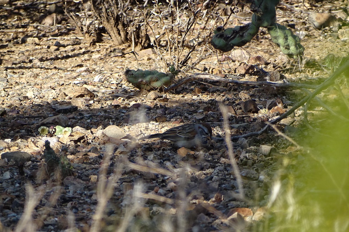 Rufous-winged Sparrow - ML474973861